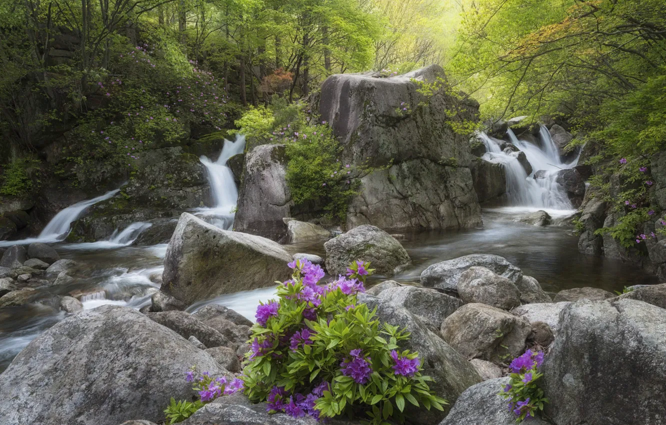 Photo wallpaper forest, landscape, flowers, nature, stream, stones, waterfall, Korea