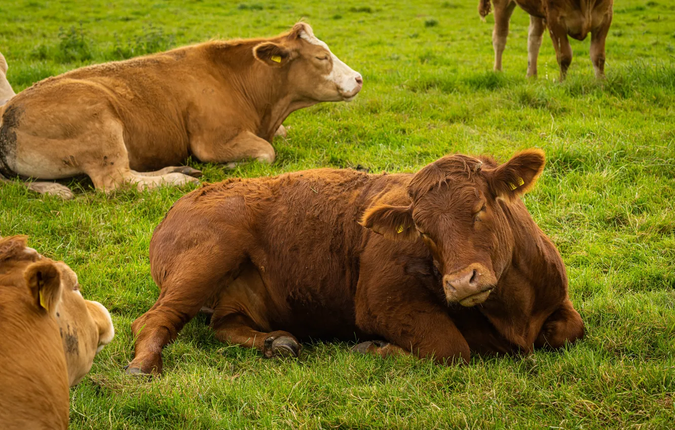 Photo wallpaper stay, sleep, cows, lies, the herd