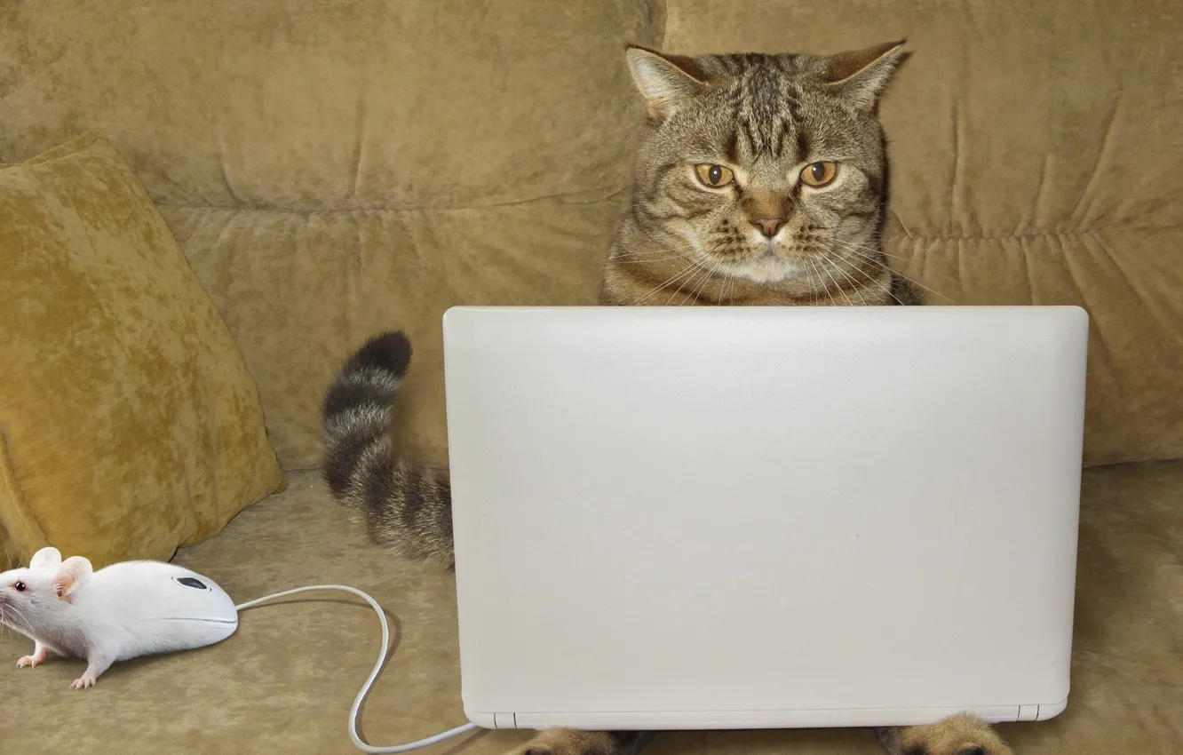 Photo wallpaper cat, sofa, the situation, mouse, tail, laptop