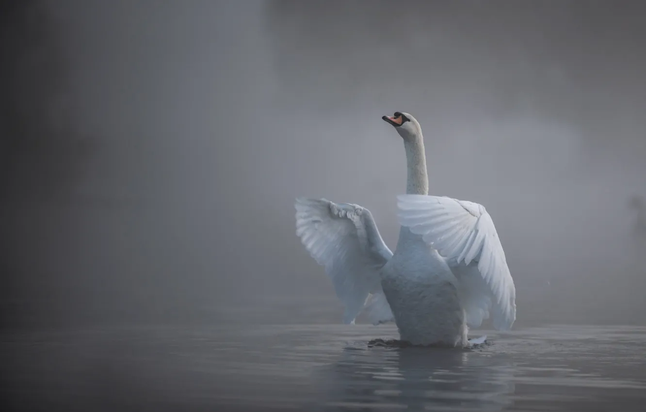 Photo wallpaper water, fog, bird, wings, swans, neck