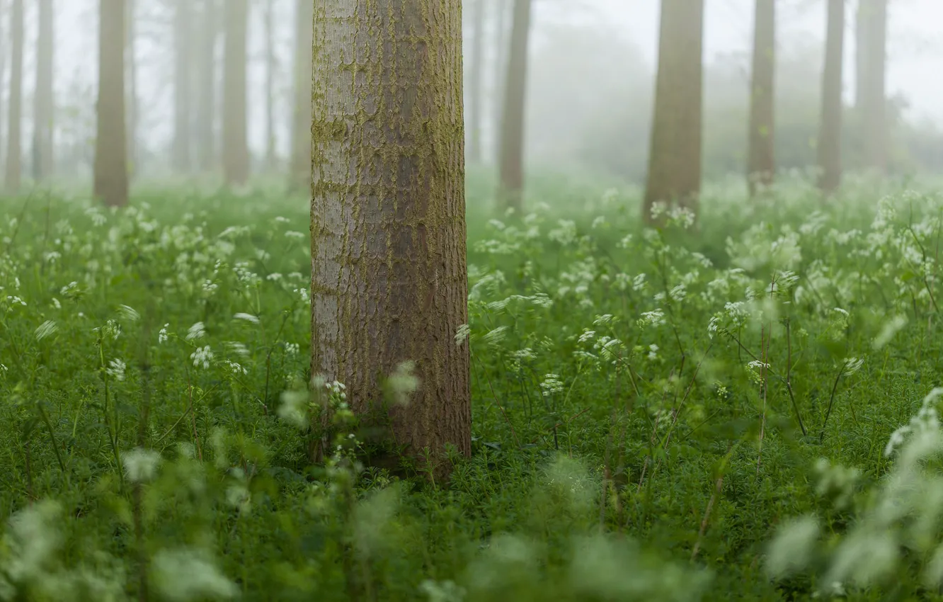 Photo wallpaper forest, grass, tree