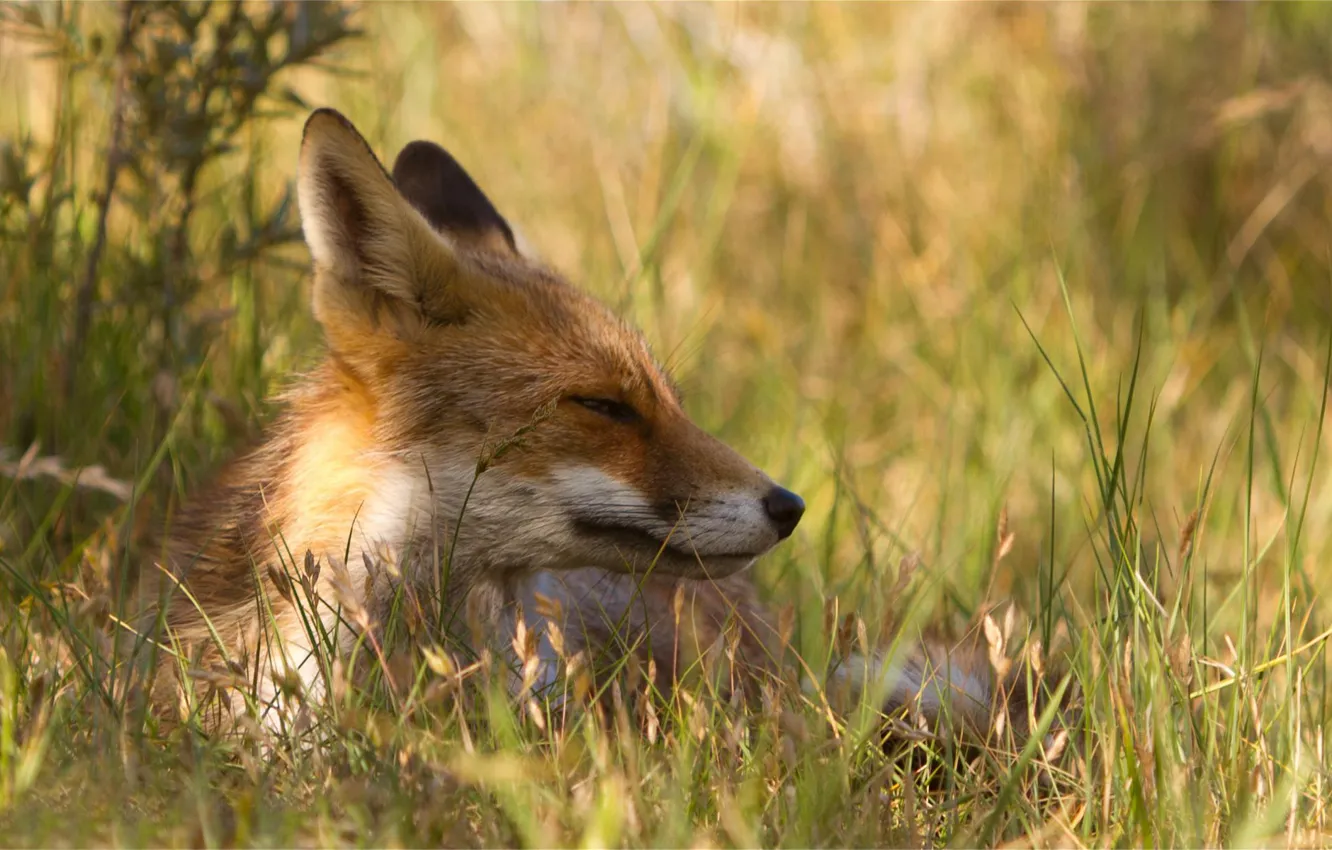 Photo wallpaper grass, nature, stay, Fox, happy