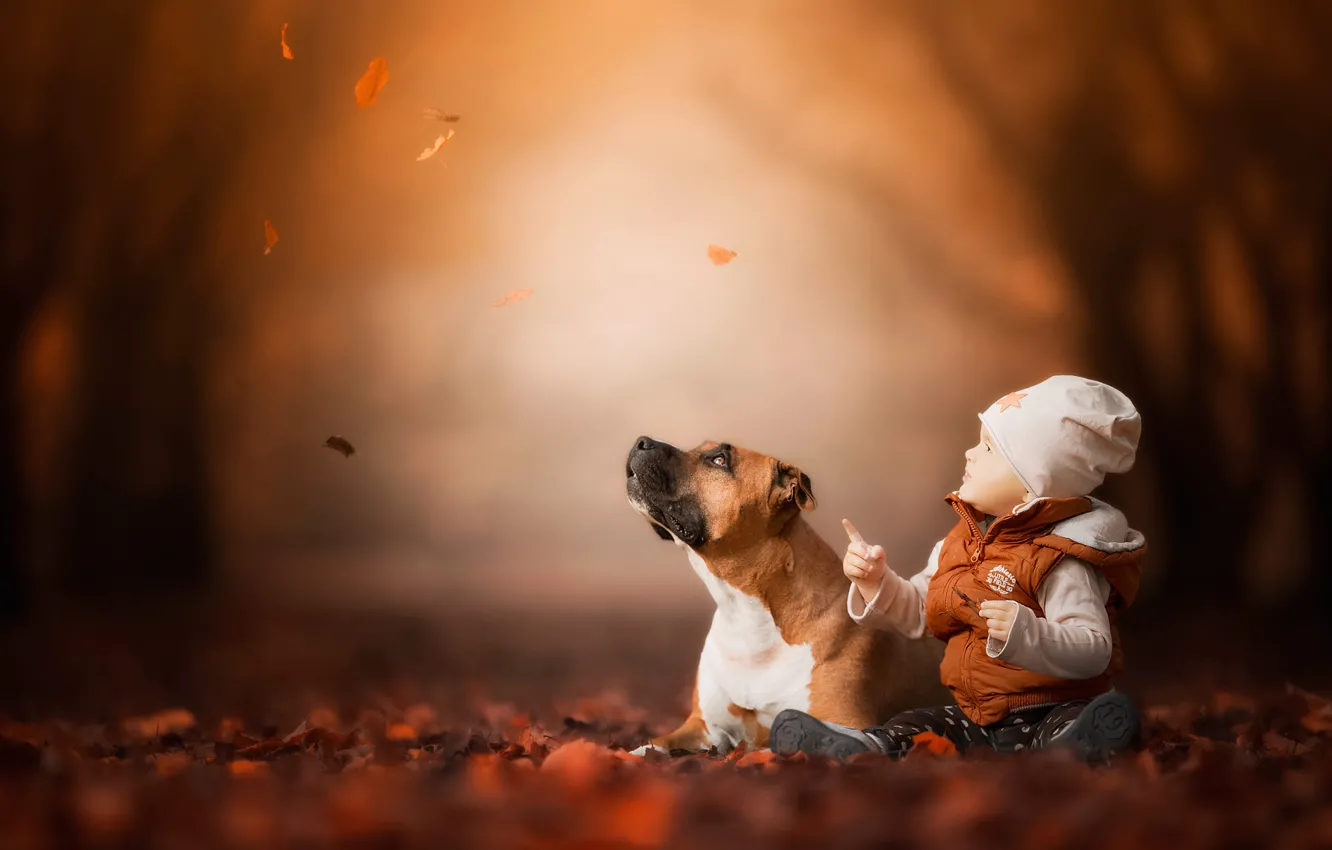 Photo wallpaper autumn, forest, look, face, leaves, branches, nature, children