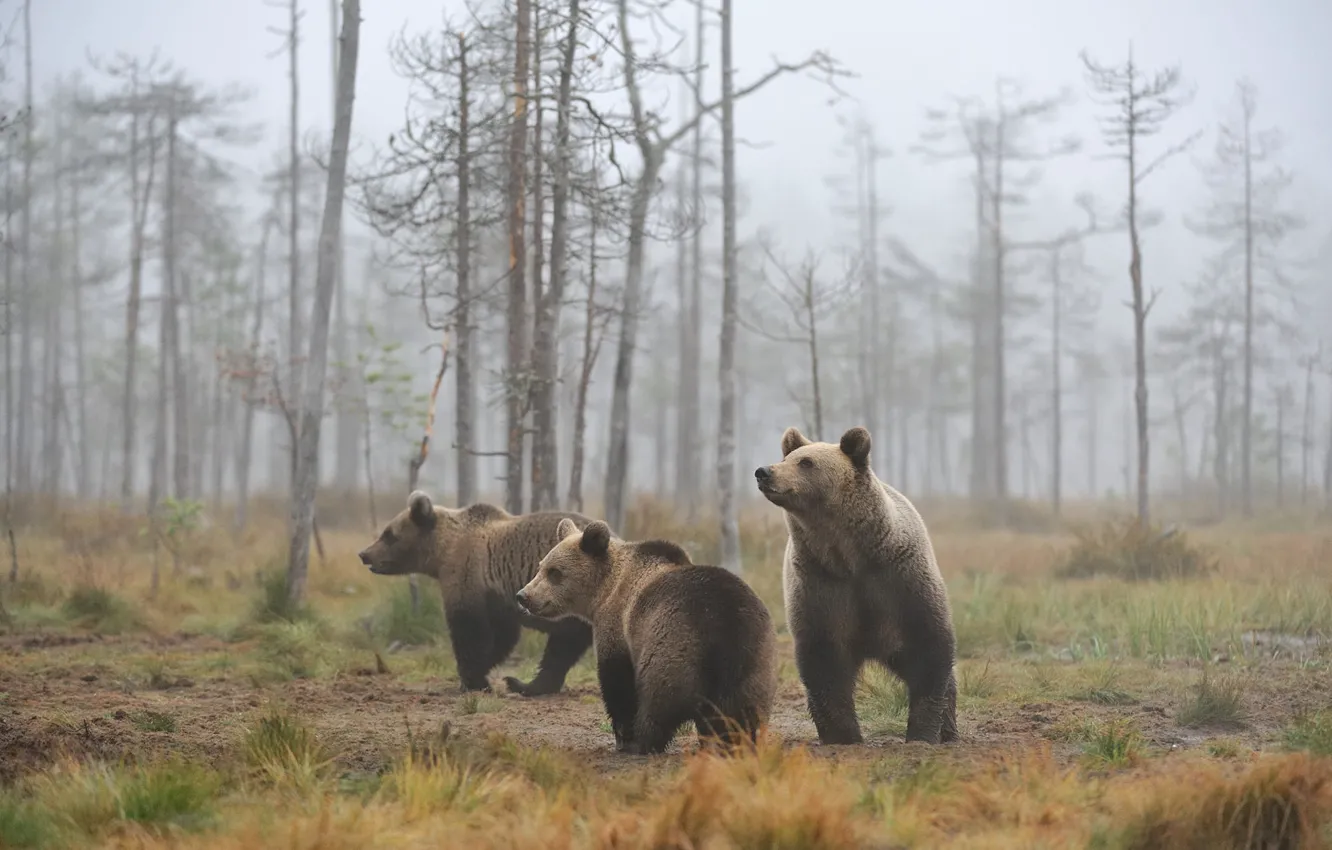 Photo wallpaper forest, grass, look, trees, pose, fog, morning, bear