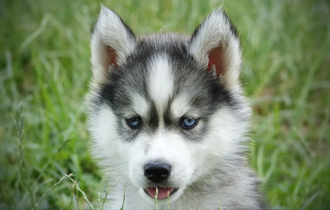 Photo wallpaper baby, husky, metiz