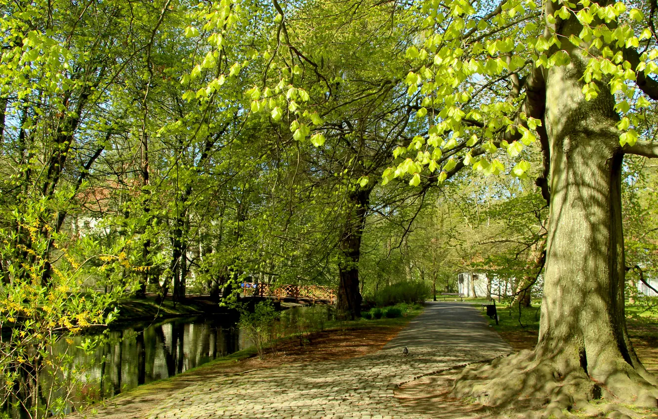 Photo wallpaper trees, park, alley