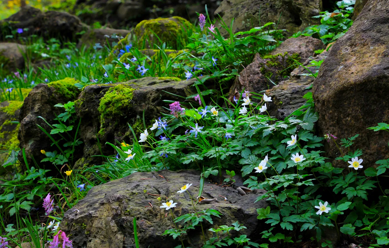 Photo wallpaper green, flower, stones, plant