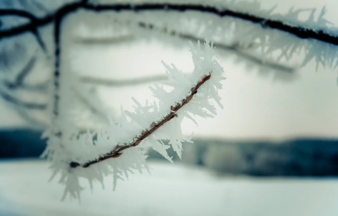Photo wallpaper winter, macro, snow, nature