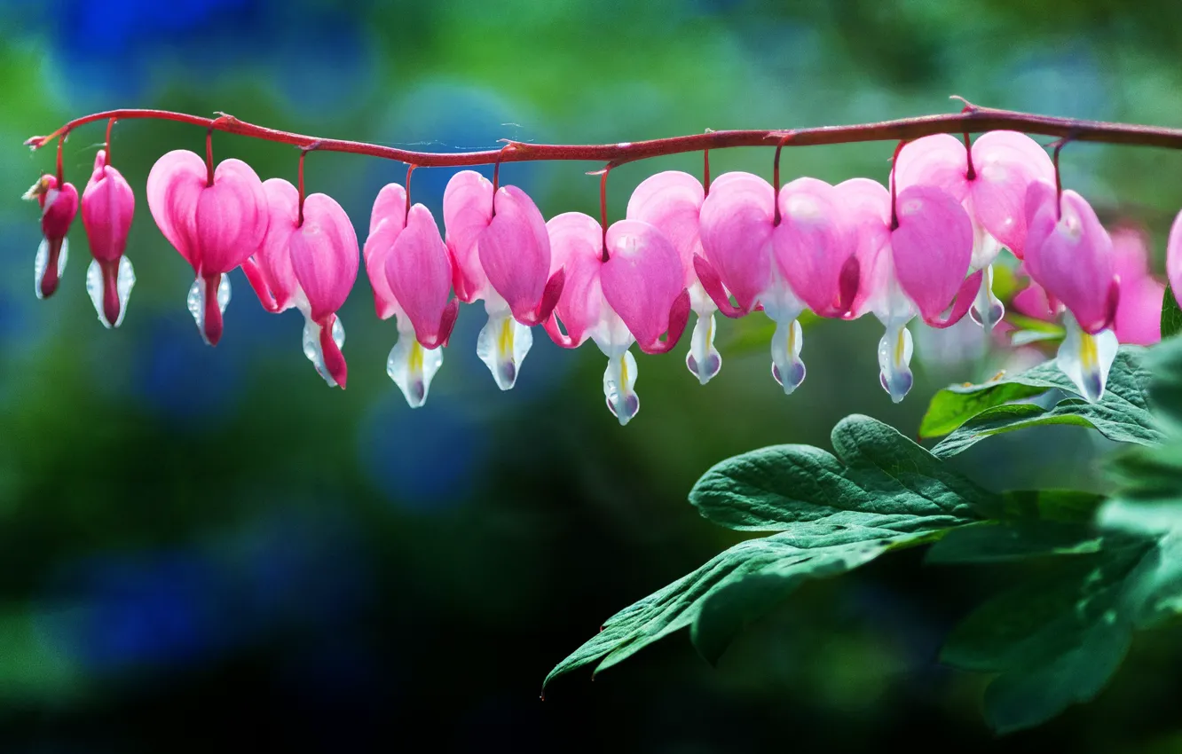 Photo wallpaper leaves, flowers, green, background, garden, pink, the bushes, broken heart