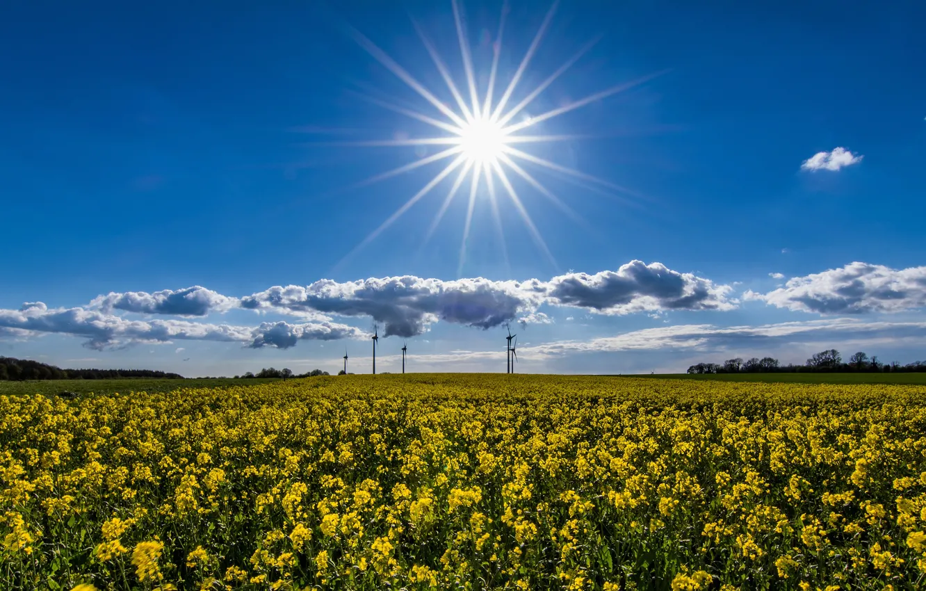 Photo wallpaper field, the sun, clouds, rays, light, flowers, yellow, blue