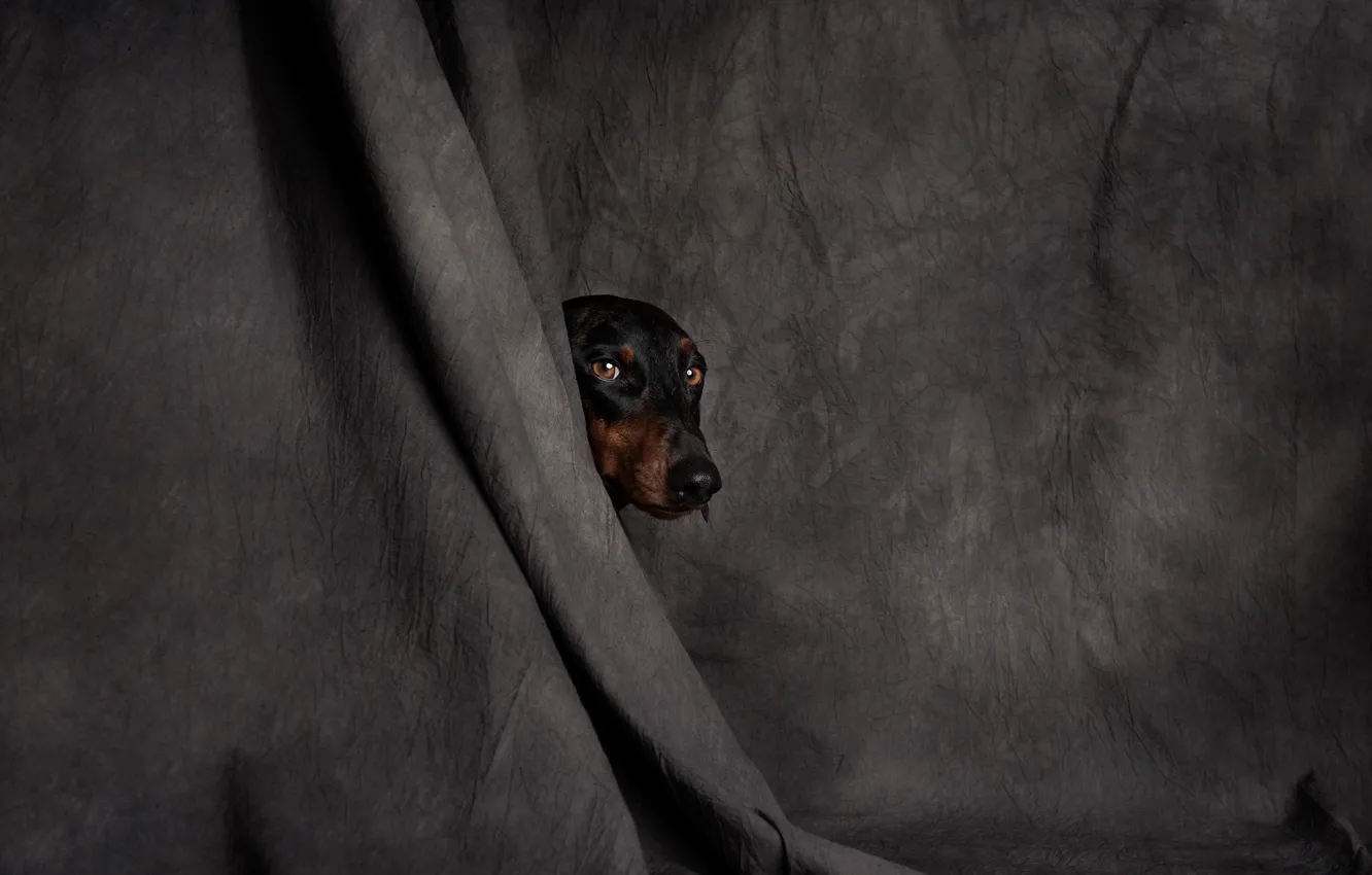 Photo wallpaper dog, head, fabric