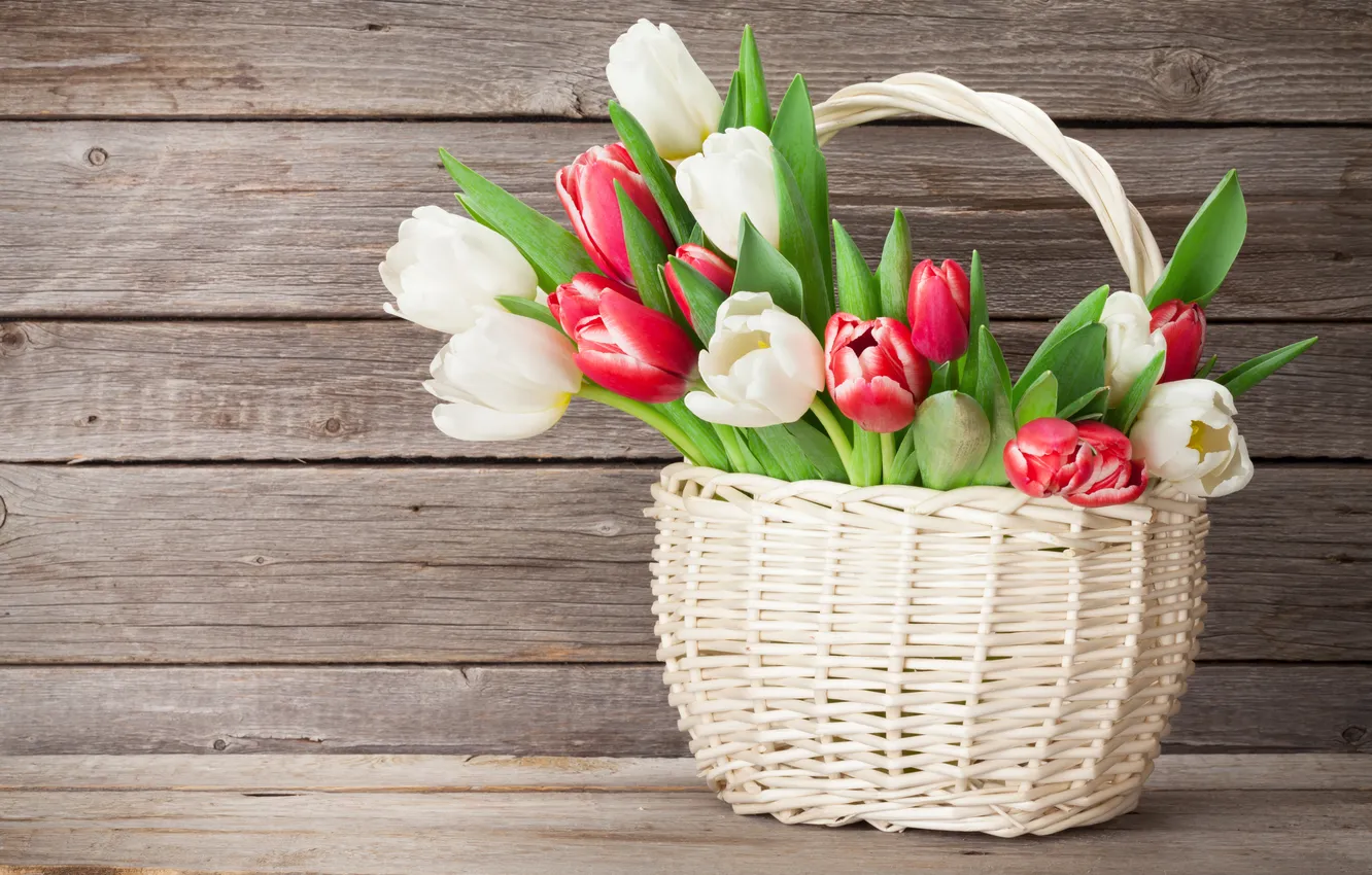 Photo wallpaper flowers, bouquet, tulips, red, white, wood, flowers, tulips