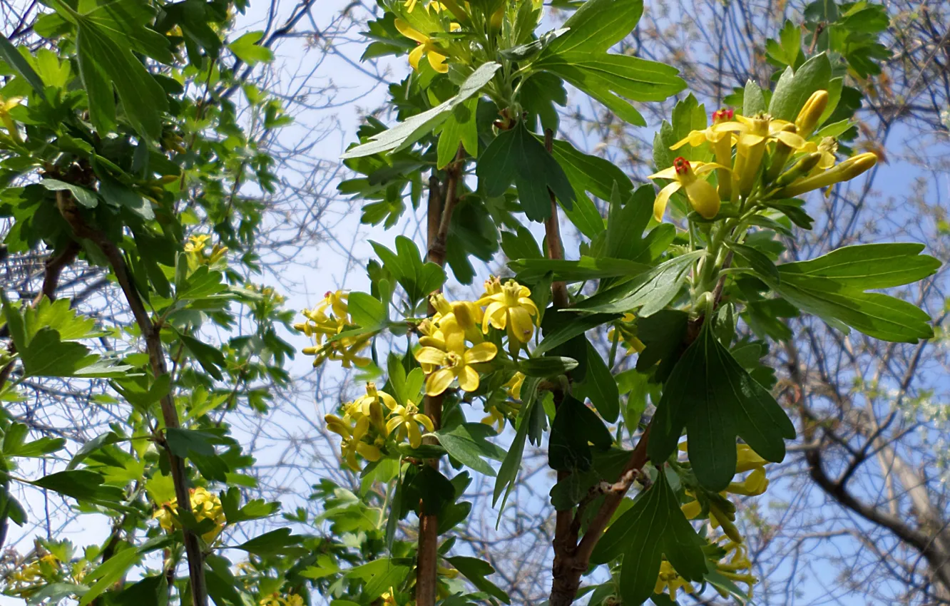 Photo wallpaper spring, April, black currant