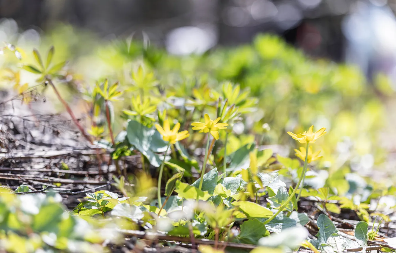 Photo wallpaper greens, flowers, spring, April, bright, Sunny