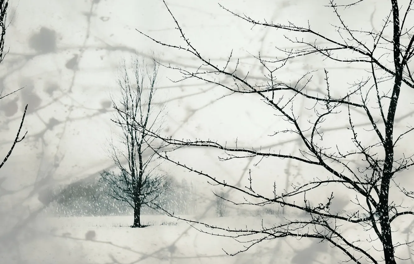 Photo wallpaper winter, snow, trees