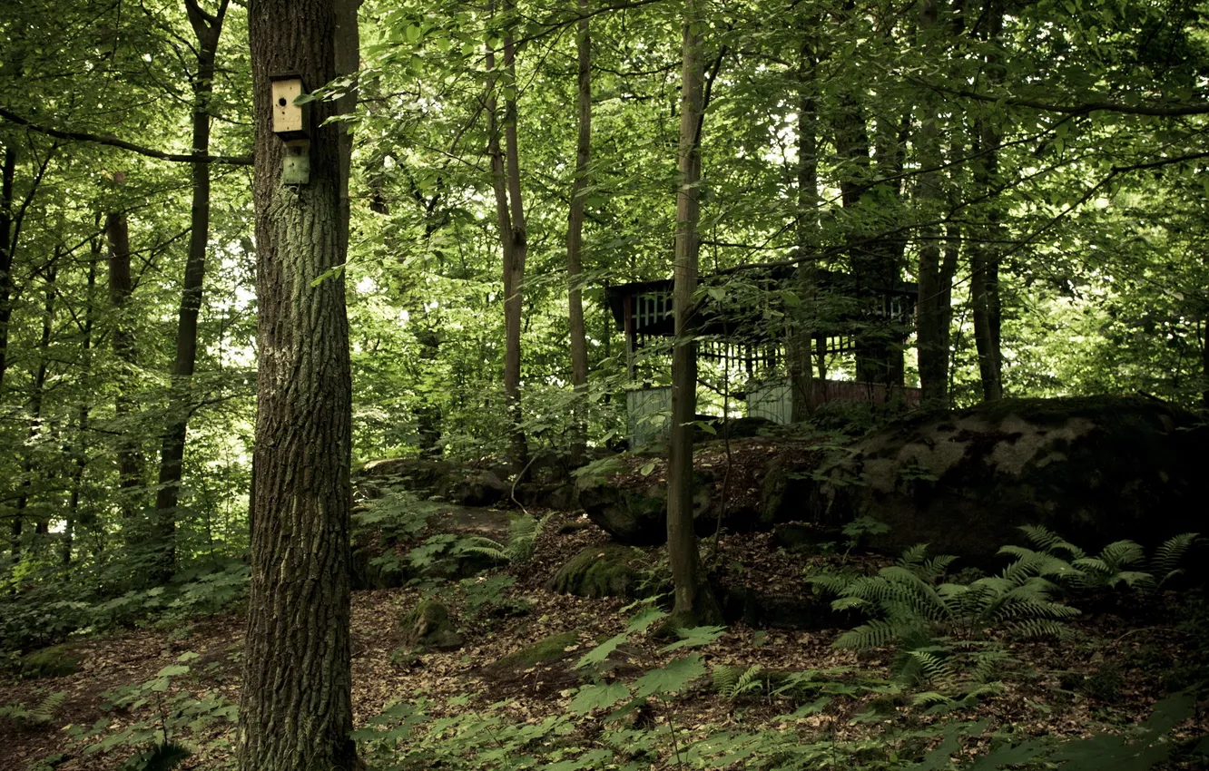 Photo wallpaper forest, trees, gazebo