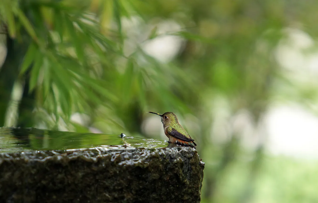 Photo wallpaper water, nature, stones, bird, Hummingbird