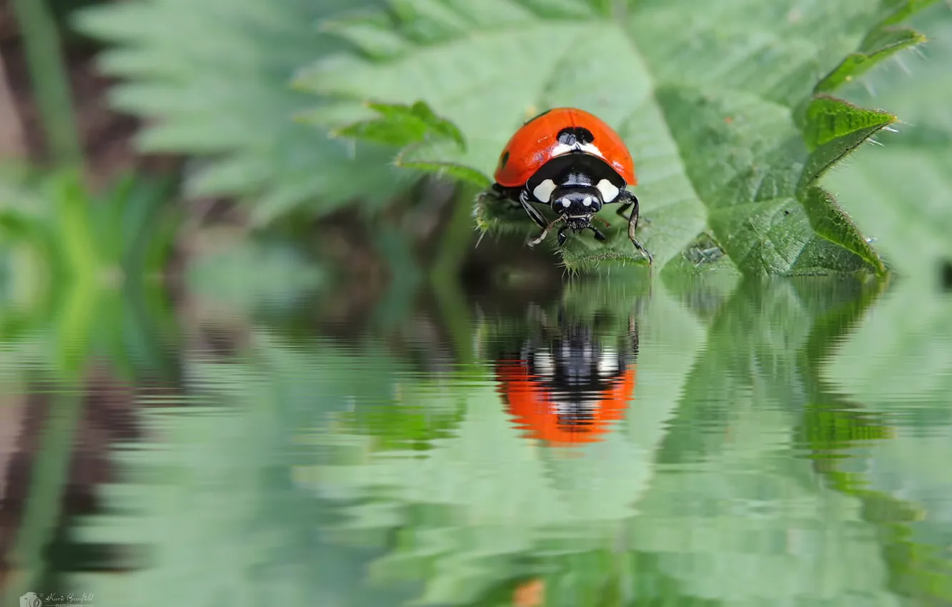 Photo wallpaper water, nature, ladybug