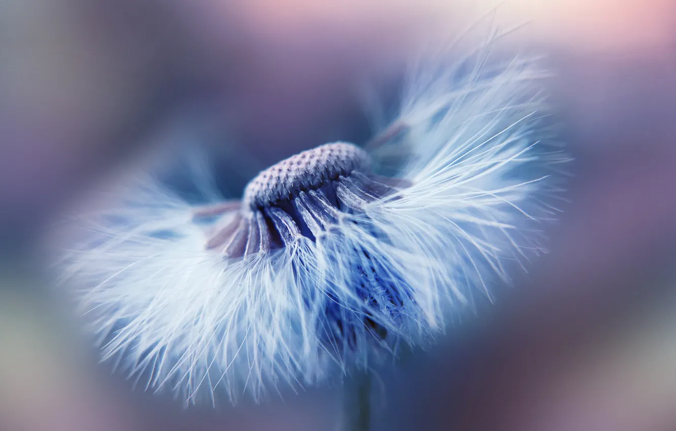 Photo wallpaper flower, garden, dandelion, Dandelion seed