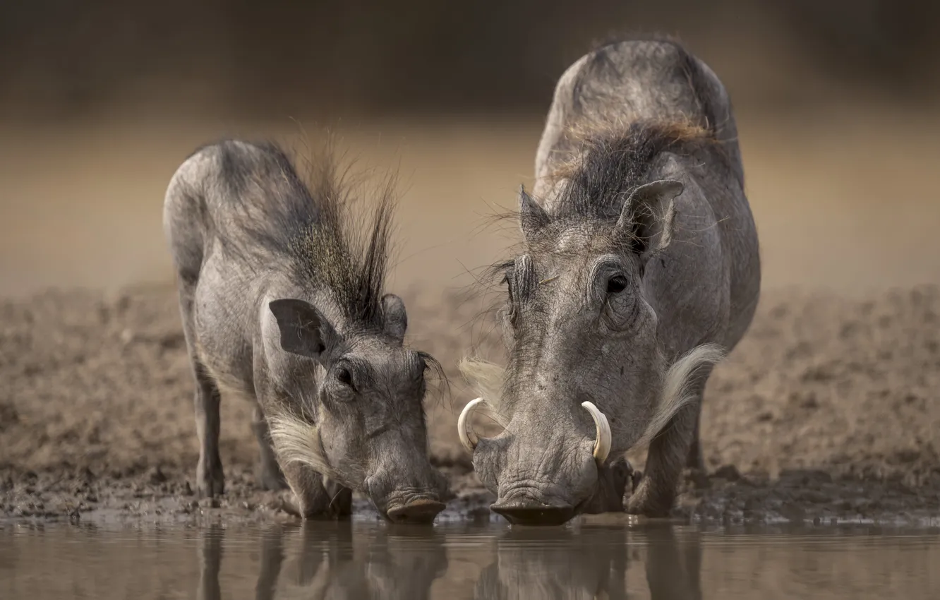 Photo wallpaper drink, wildlife, wild pigs, warthog