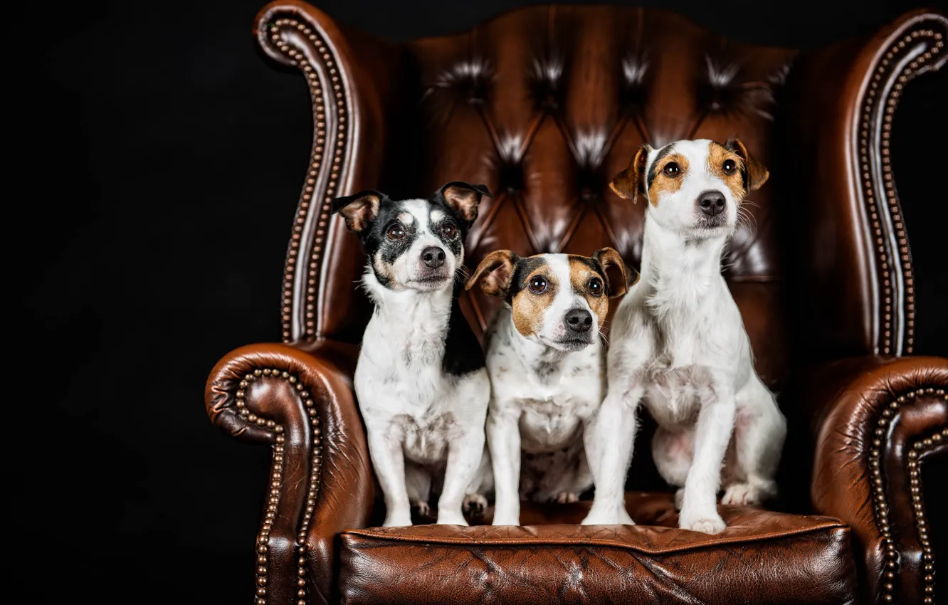 Photo wallpaper dogs, portrait, chair, trio, black background, Trinity, Jack Russell Terrier