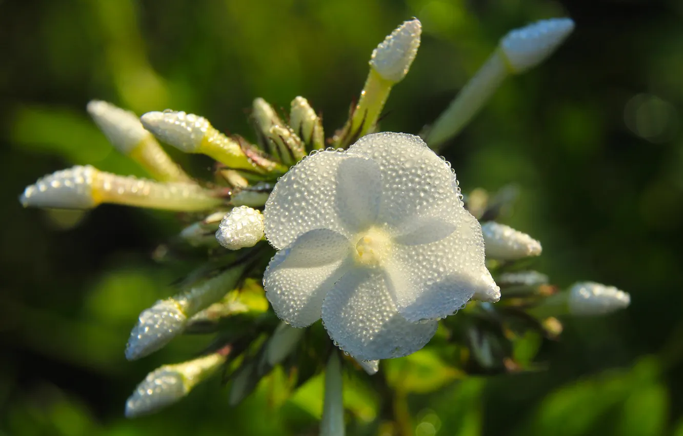 Photo wallpaper white, flower, drops, dew