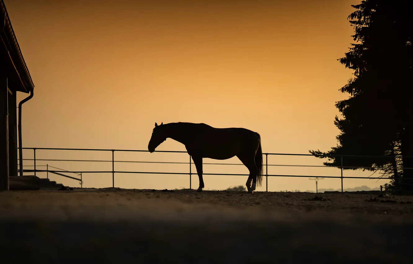 Photo wallpaper nature, horse, the evening
