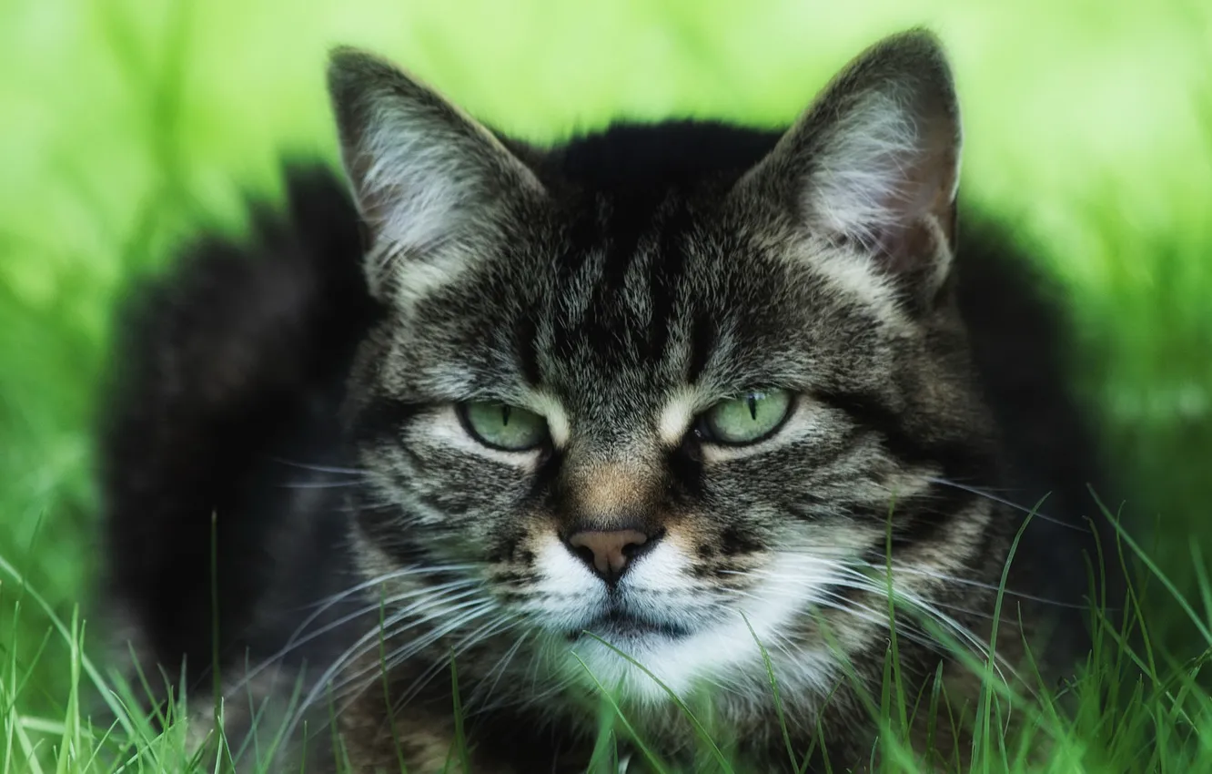 Photo wallpaper cat, grass, cat, nature, grey, background, portrait, treatment