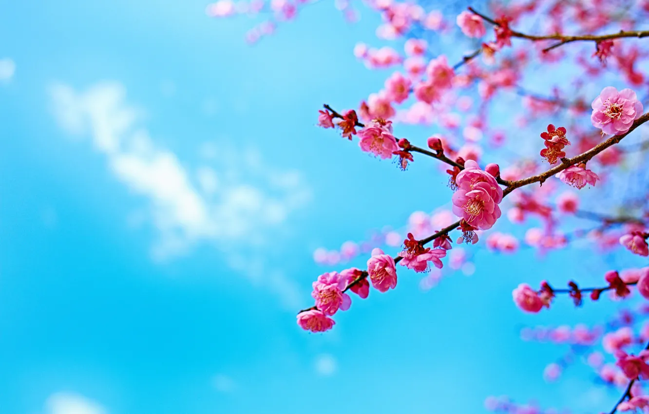 Photo wallpaper the sky, trees, branches, spring, Sakura, flowering