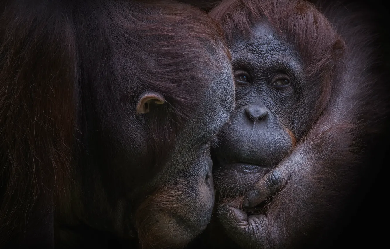 Photo wallpaper nature, background, monkey