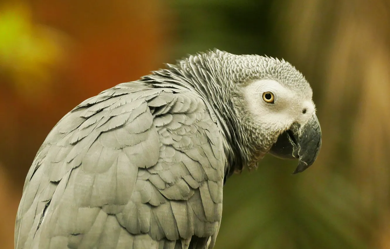 Photo wallpaper grey, bird, parrot, Jaco