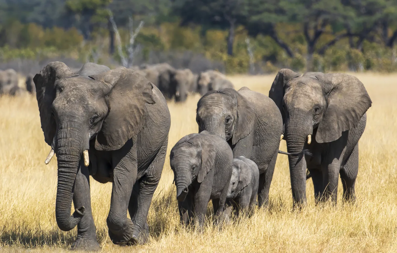 Photo wallpaper nature, elephant, the herd