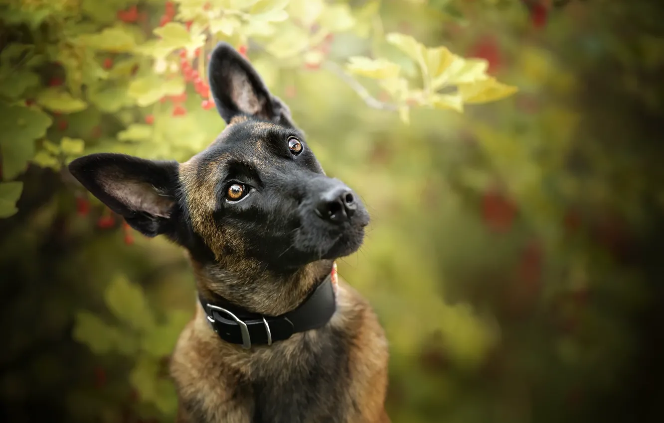 Photo wallpaper nature, each, dog