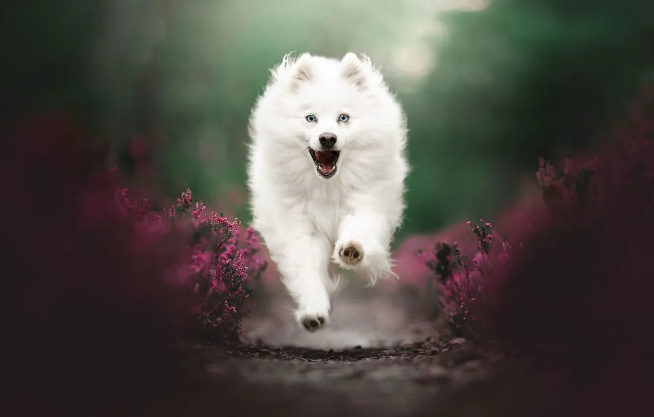 Photo wallpaper face, dog, walk, bokeh, Heather