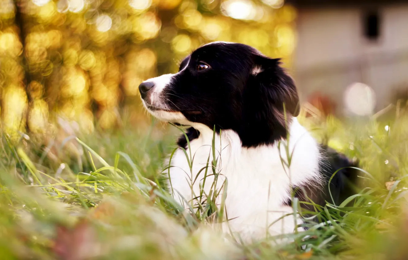 Photo wallpaper grass, dog, bokeh, Border Collie, Border collie