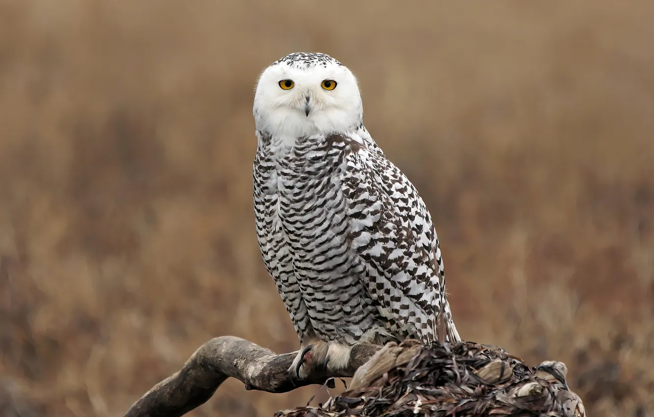 Photo wallpaper owl, bird, snowy owl