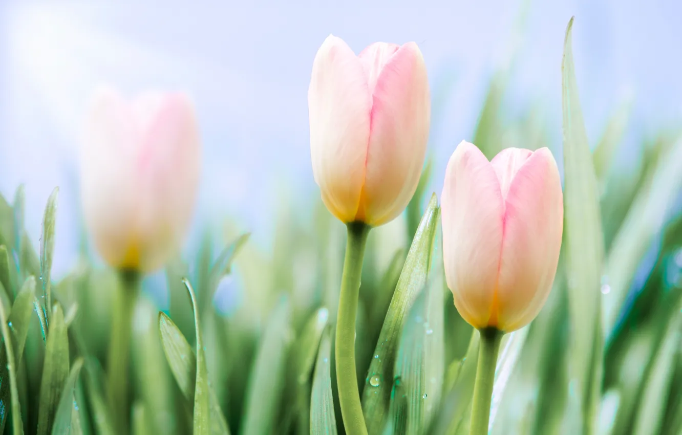 Photo wallpaper drops, flowers, background, spring, tulips, gentle, pink, buds