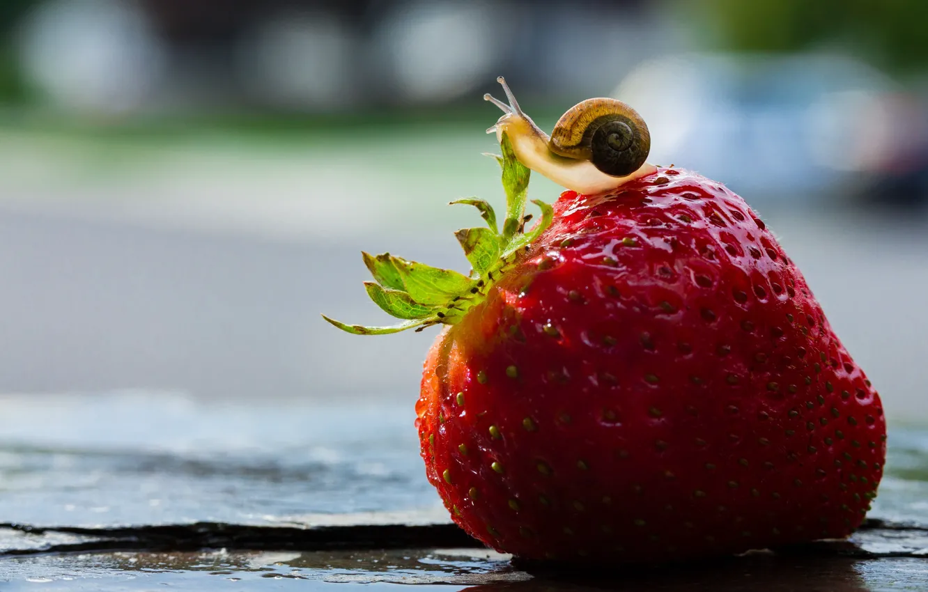 Photo wallpaper macro, background, snail, strawberry, berry, bokeh