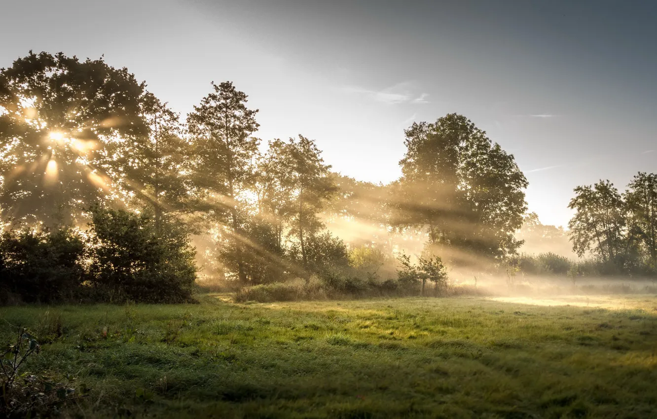 Photo wallpaper forest, light, nature, fog, morning