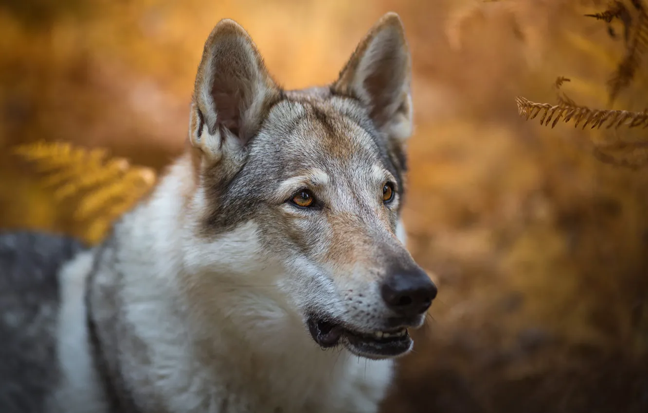 Photo wallpaper autumn, look, face, leaves, nature, background, wolf, portrait
