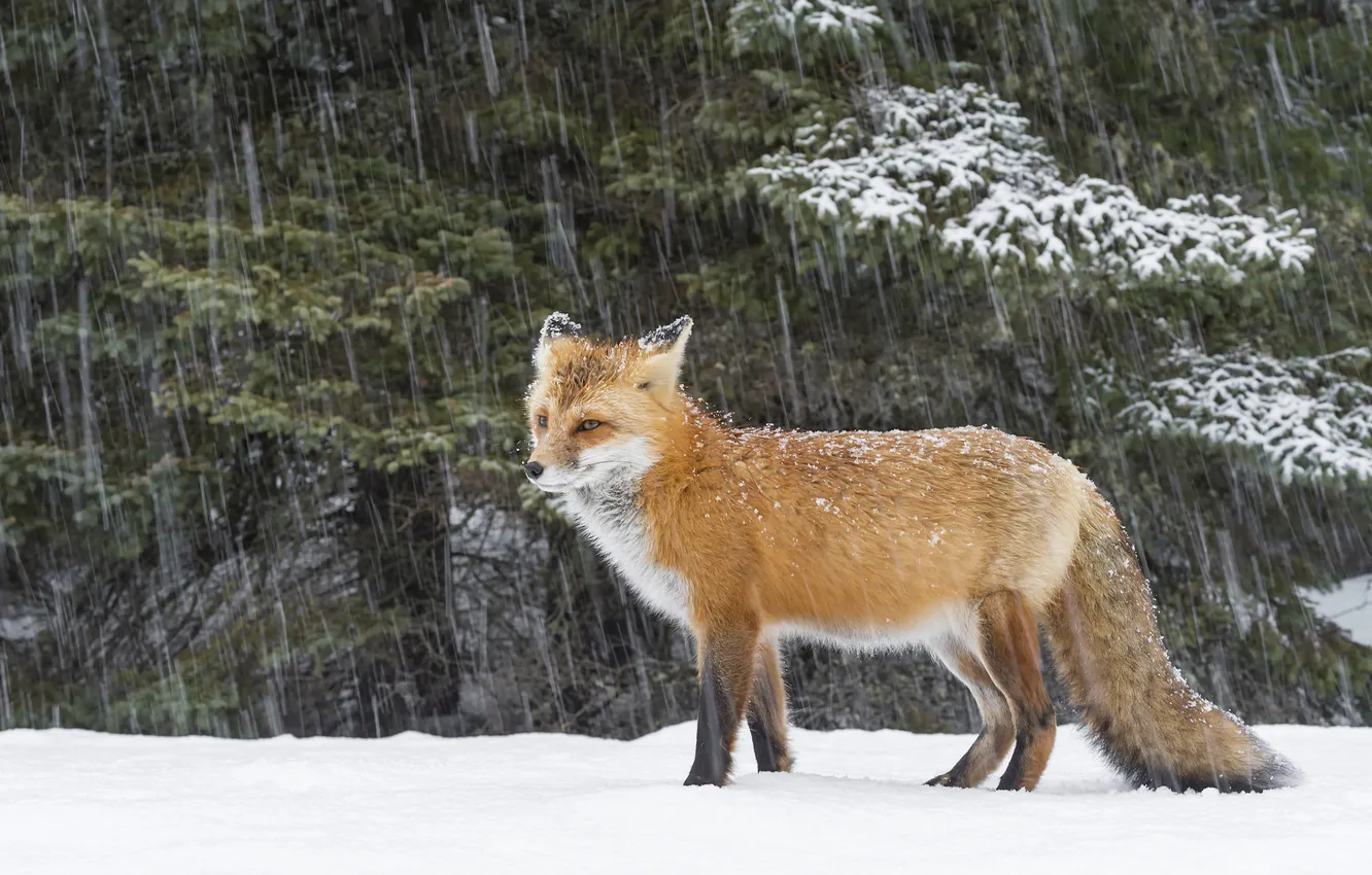 Photo wallpaper winter, forest, snow, branches, nature, glade, ate, Fox