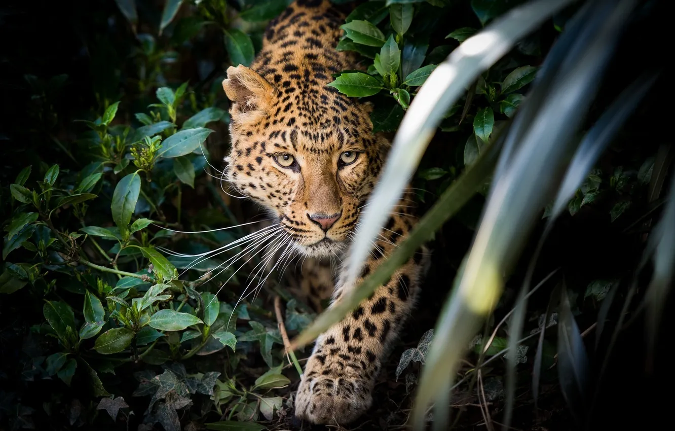 Photo wallpaper face, thickets, predator, ambush, leopard, wild cat