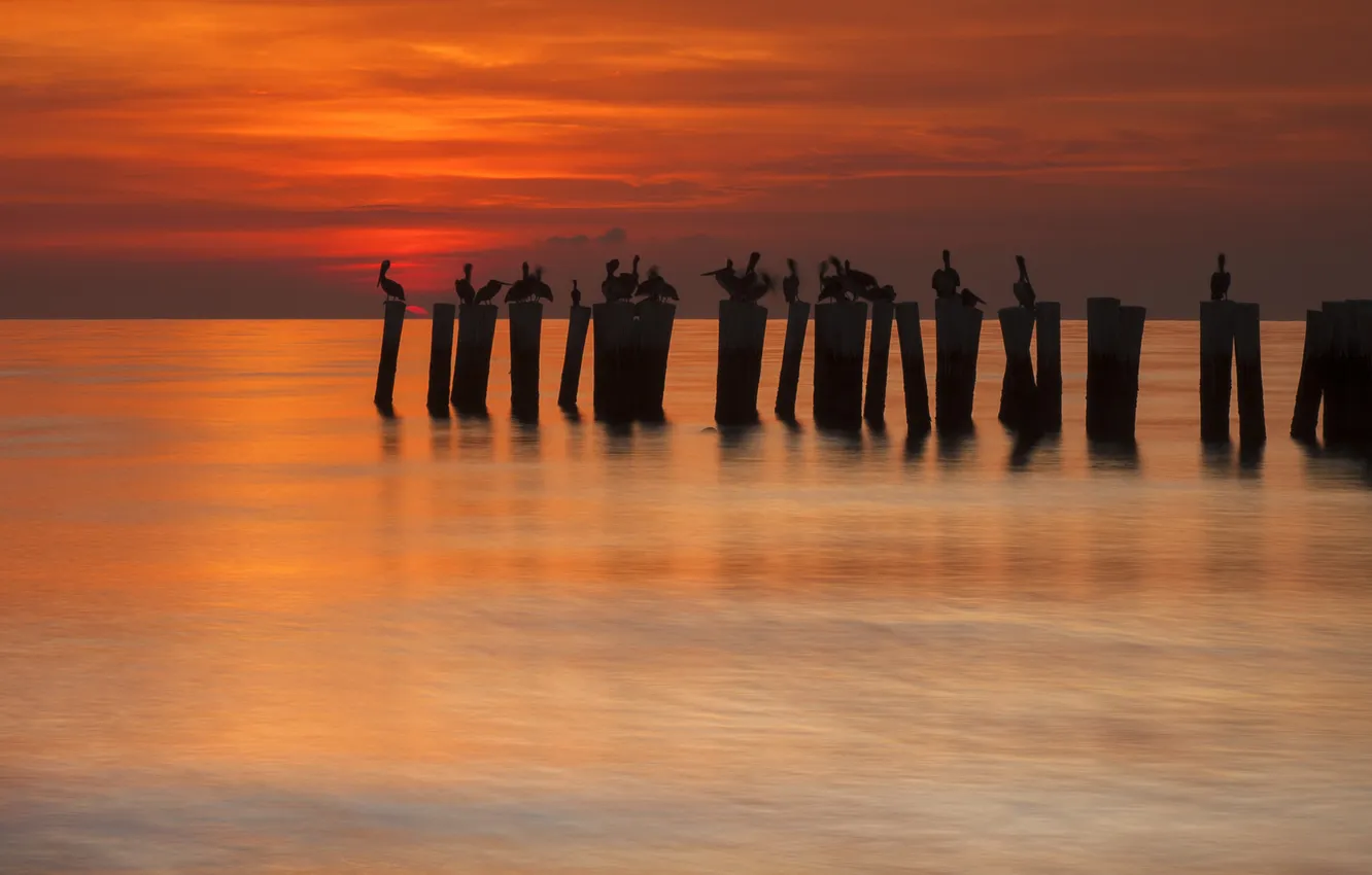 Photo wallpaper sea, the sky, clouds, bird, posts, glow, Pelican