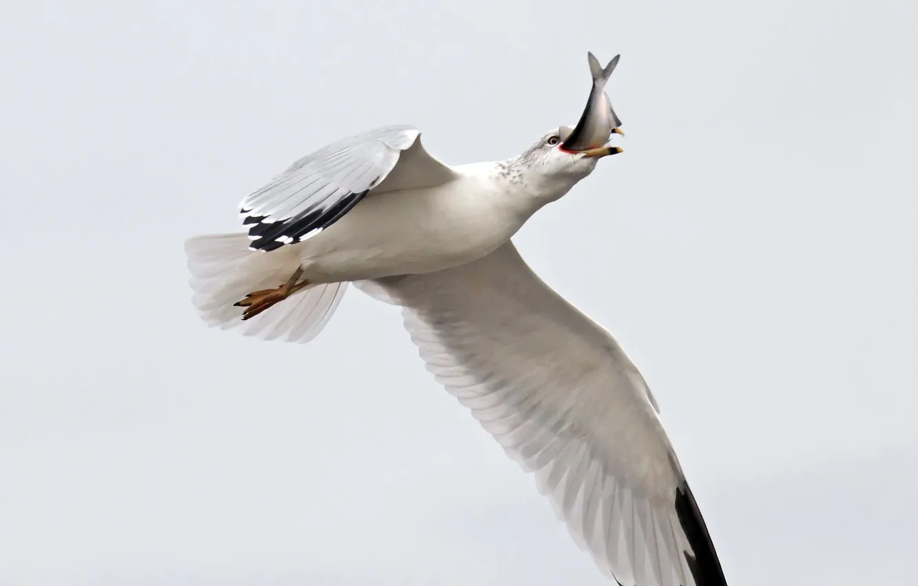 Photo wallpaper the sky, flight, bird, seagulls, wings, fish, beak, stroke