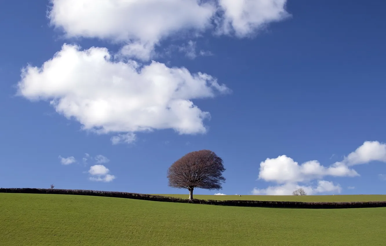 Photo wallpaper field, the sky, trees, landscape