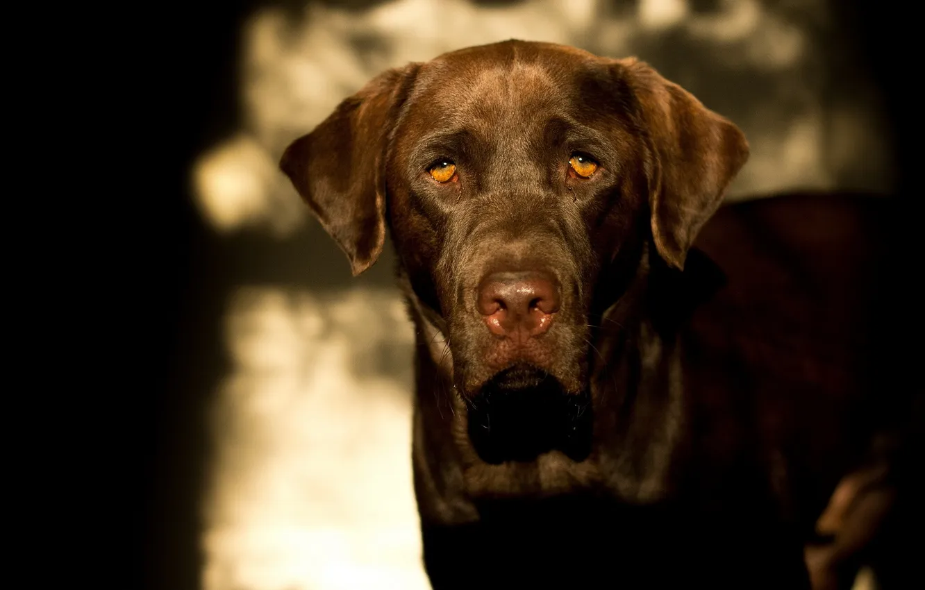 Photo wallpaper look, each, dog