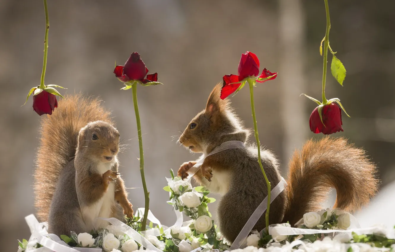 Photo wallpaper love, flowers, red, roses, bouquet, spring, protein, tape