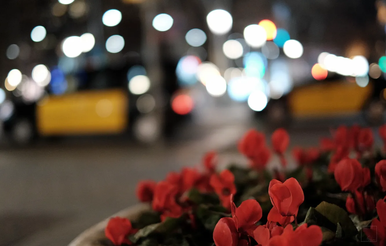 Photo wallpaper flowers, street, petals, bokeh