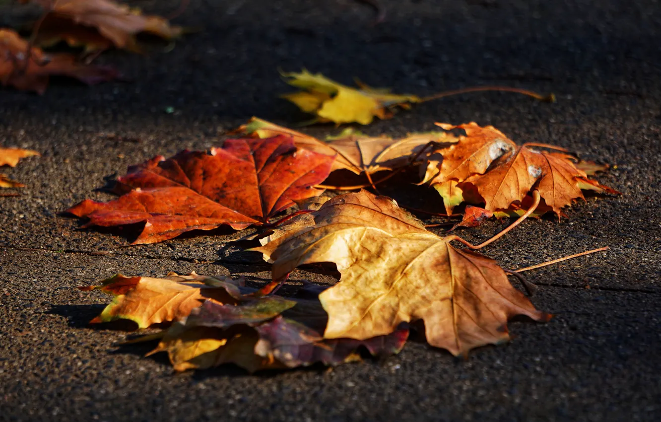 Photo wallpaper road, autumn, asphalt, leaves, light, nature, background, foliage