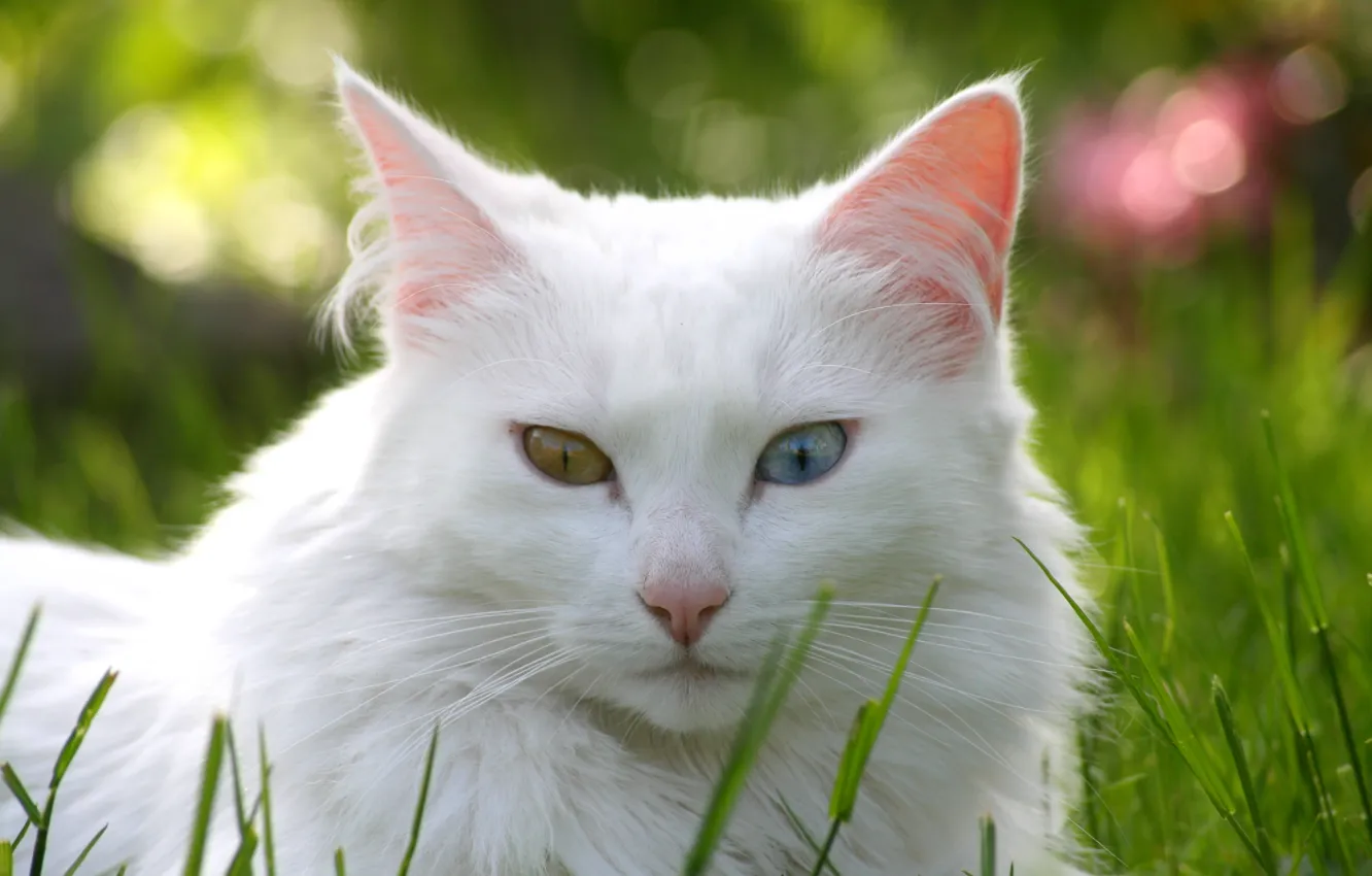 Photo wallpaper cat, grass, cat, lawn, white, different eyes